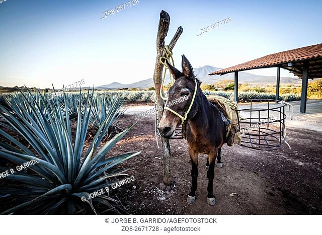 Donkey fot transpor the harvested agave to the production, Tequila, Jalisco
