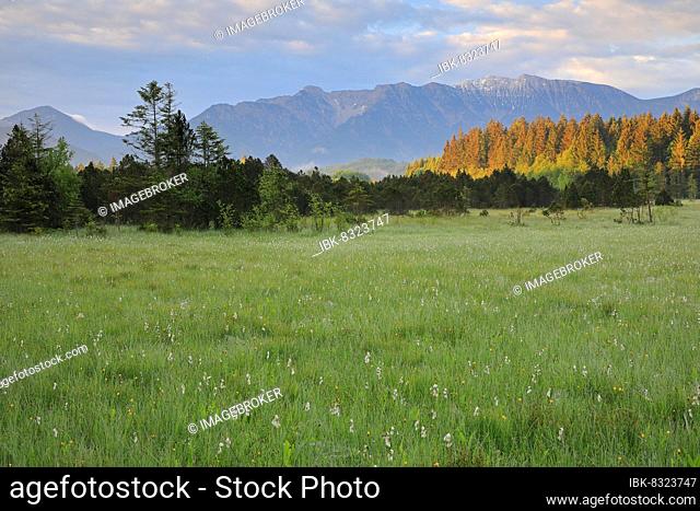 Common cottongrasses (Eriophorum), wet meadow, forest, mountains, Murnauer moss, Murnau, Upper Bavaria, Bavaria, Germany, Europe