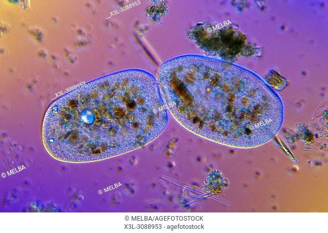Bipartition. Cell division. Ciliata. Protozoan. Optic microscopy