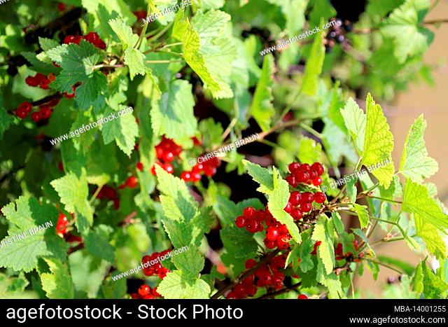 red currants in the garden, (ribes), currant