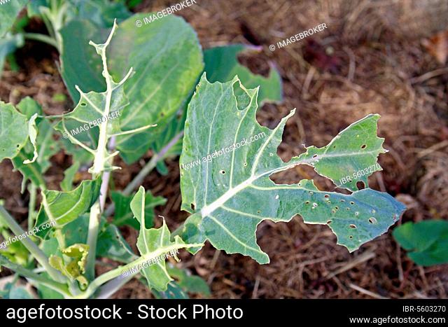 Harvest of vegetable cabbage (Brassica oleracea), close-up of leaf showing feeding damage by the caterpillars Large white cabbage butterfly (Pieris brassicae)...