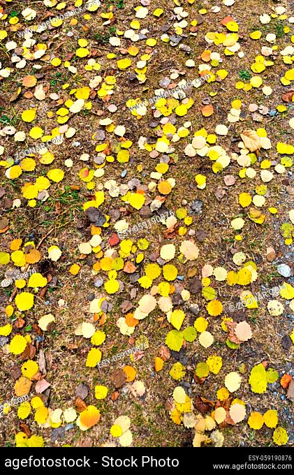 vertical background view of yellow fall color foliage fallen leaves spread on the dirt ground of a hiking trail