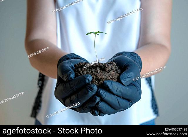 Female hand holding small sprout of medical marijuana plant, close-up. Cannabis growing indoors, planting hemp plant. Concepts of herbal medicine and...
