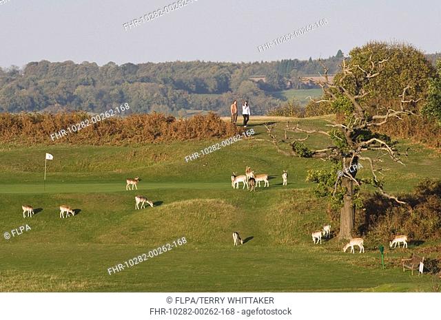 Fallow Deer Dama dama herd, group grazing on golf course, Knole Park, Kent, England, autumn