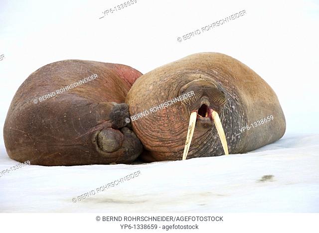 two Walruses, Odobenus rosmarus, lying on ice floe and yawning, Spitsbergen, Svalbard