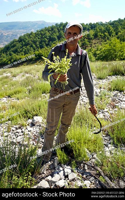 26 June 2020, Albania, Përmet: The Albanian tea collector of Greek descent, Archileas Tothes, holds in his hands a bunch of freshly collected Greek mountain tea...