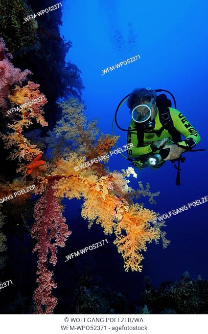 Soft coral and scuba diver, Dendronephthya klunzingeri, St. Johns Reefs, Red Sea, Egypt