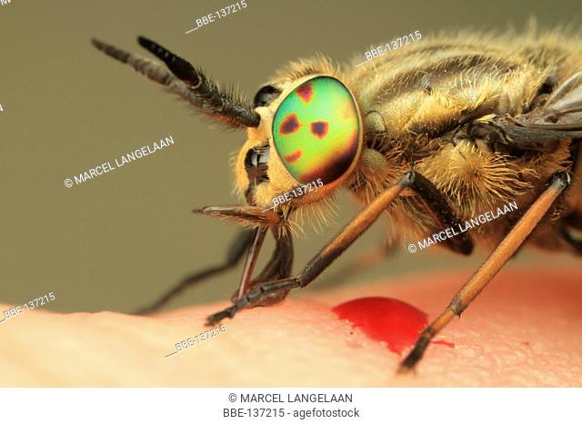A horse fly is stinging a human