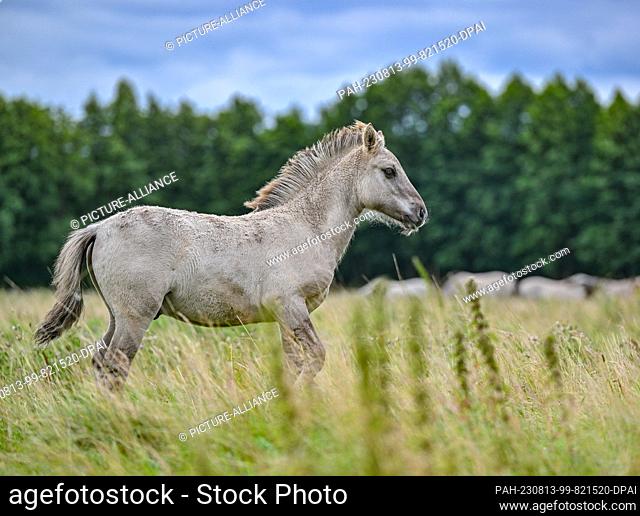 PRODUCTION - 07 August 2023, Brandenburg, Liebenthal: On a large pasture in the district of Oberhavel, north of Berlin, stands a young animal (foal) of the...