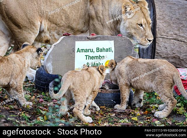 13 November 2023, Saxony, Leipzig: The lion cubs eat with their mother Kigali in front of their name tag in the lion savannah at Leipzig Zoo