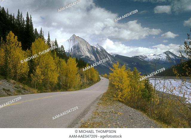 Aspens in Fall on Maligne Lake Road at Medicine Lake, Jasper NP, Alberta, Canada