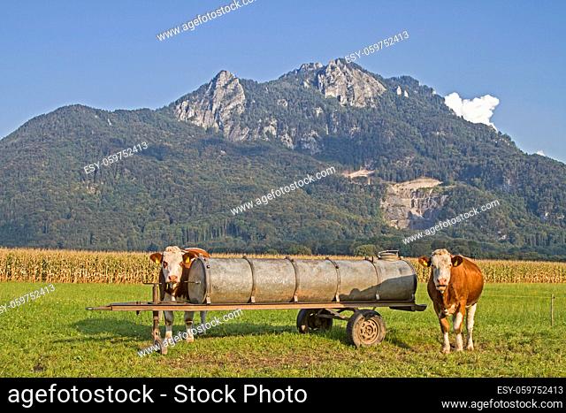 Kühe mit Wasserfass vor dem Berg Kitzstein in den Chiemgauer Alpen