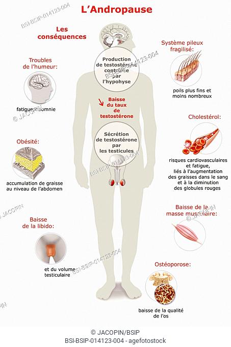 Illustration of the andropause, a reduction in levels of testosterone (androgen) and its consequences : -mood swings -obesity -loss of libido -osteoporosis...