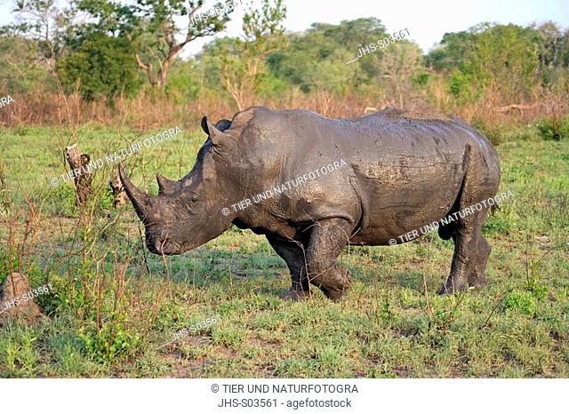 White Rhinoceros, Square Lipped Rhinoceros, Ceratotherium simum, Kruger National Park, Sabisabi Private Game Reserve, South Africa, adult male at waterhole