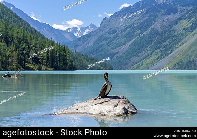 Kucherla lake. Big black cormorant sitting on a rock in the foreground. Altai Mountains, Russia. Sunny summer day