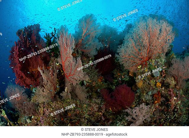 Reef scape in Raja Ampat, covered in Gorgonians, West Papua, Indonesia