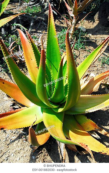 Aloe Vera Succulent