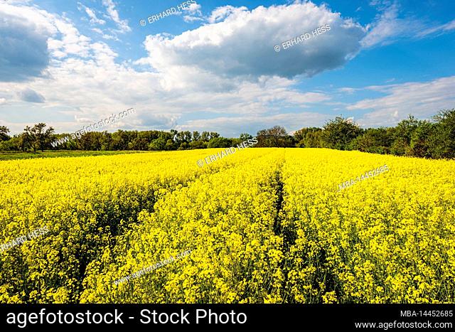 Blooming rape fields (Brassica napus) near Sporkenheim in Rheinhessen, near Ingelheim, Traces in the rape