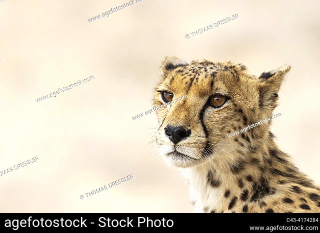 Cheetah (Acinonyx jubatus). Female. Kalahari Desert, Kgalagadi Transfrontier Park, South Africa