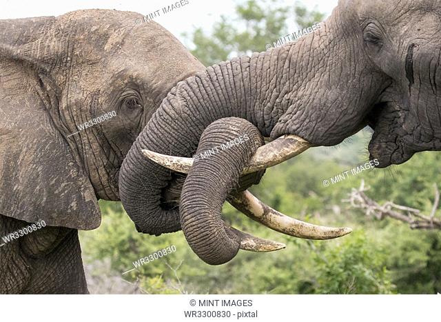 Two elephant, Loxodonta africana, wrap their trunks together and around their tusks as they play fight