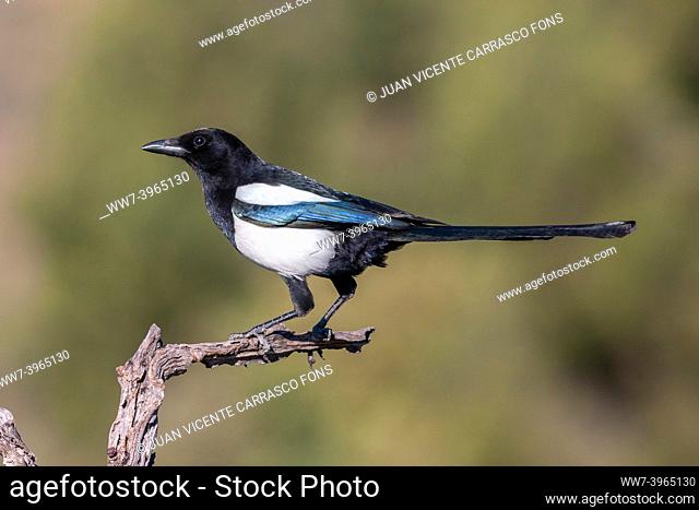 Eurasian magpie, Pica pica, perched on a branch