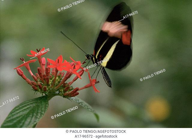 Butterfly (Heliconius erato)
