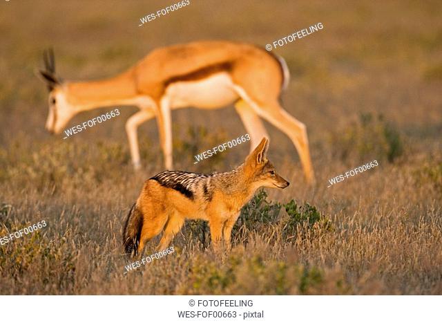 Africa, Botswana, Black-backed Jackal Canis mesomelas and Springbok Antidorcas marsupialis in background