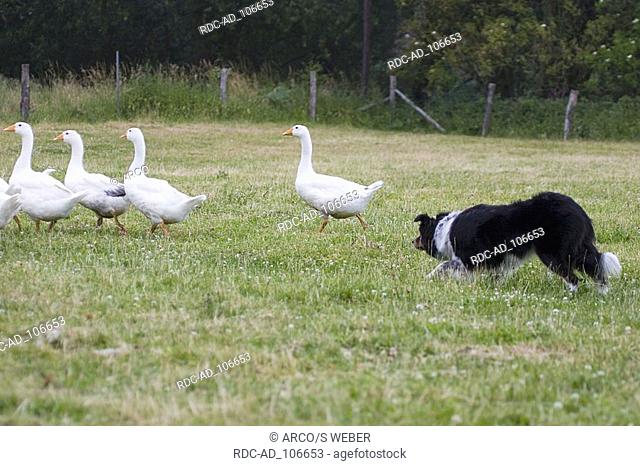 Border Collie herding Domestic Geese