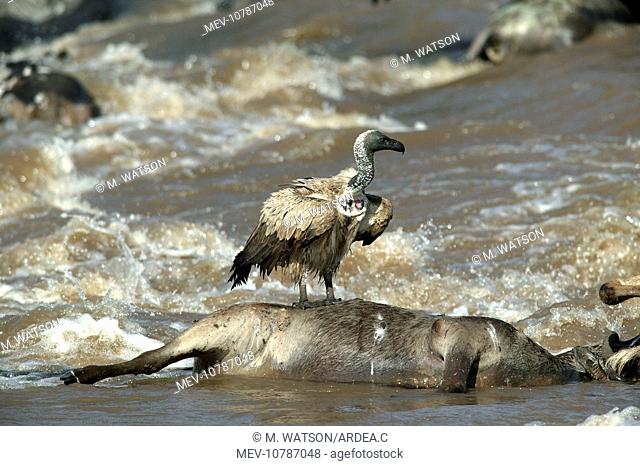 African White-backed Vulture - feeding on dead animal in water. (Gyps africanus)