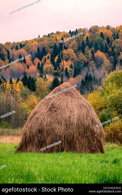 Autumn. Hay dried and assembled in stack. Traditional method of rick, make into stacks Northern Russian peasants, fencing from wild ungulates