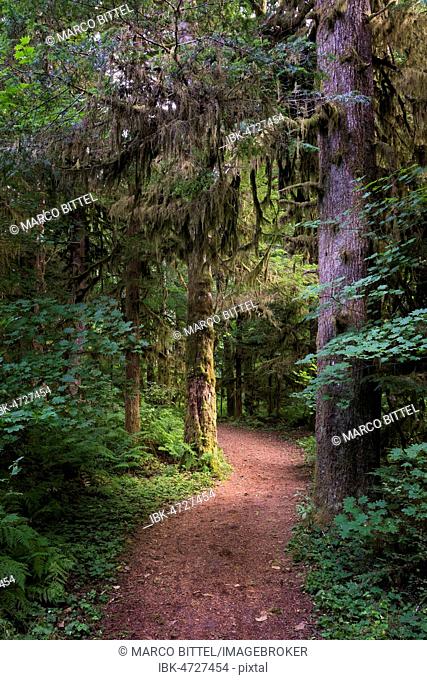 Path through dense rainforest with lichens in the trees, Alice Lake Provincial Park, Squamish, British Columbia, Canada