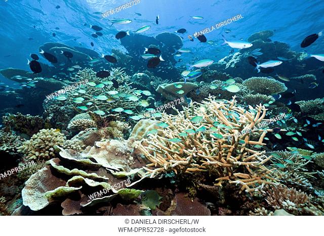 Green Chromis in Coral, Chromis viridis, Thaa Atoll, Maldives