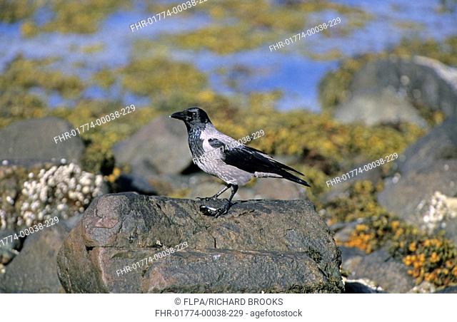 Hooded Crow Corvus corone cornix adult, feeding on mussel, standing on rock, Isle of Mull, Inner Hebrides, Scotland, october