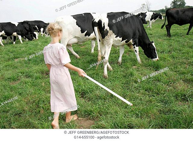 Amish Farm Tour, girl, coralling, driving cows towards barn, milking. Shipshewana. Indiana. USA