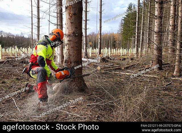 11 December 2023, Thuringia, Erfurt: Andreas Hoffmann, master forester, cuts down a spruce infested by the bark beetle on a damaged area at the Thuringian...