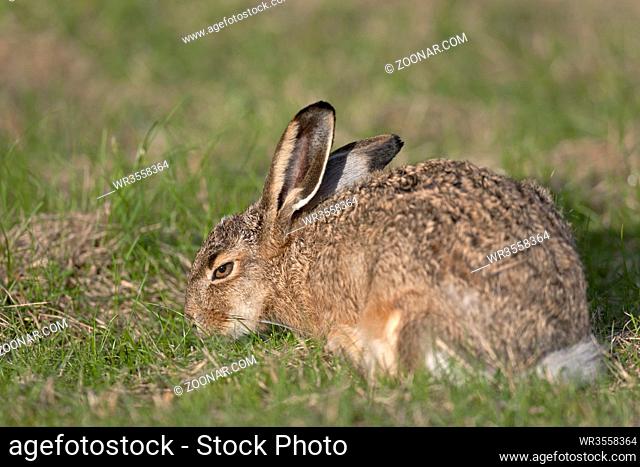Feldhase wurde von der Schutzgemeinschaft Deutsches Wild im Jahr 2015 zum TIER DES JAHRES erklaert - (Foto Feldhase streckt sich) / European Hare was first...