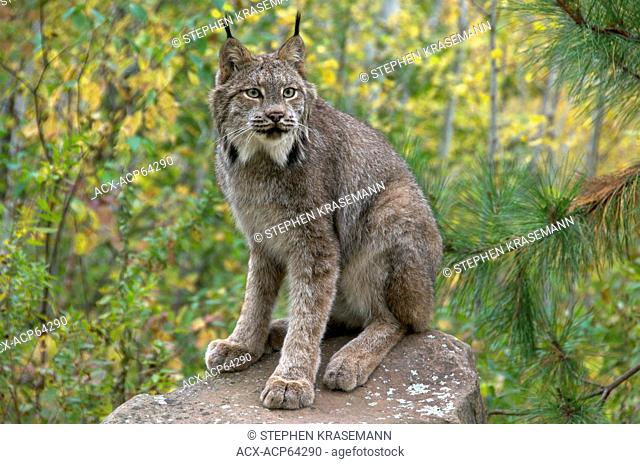 Lynx (Lynx canadensis) sitting on large boulder in late summer. Minnesota, United States of America