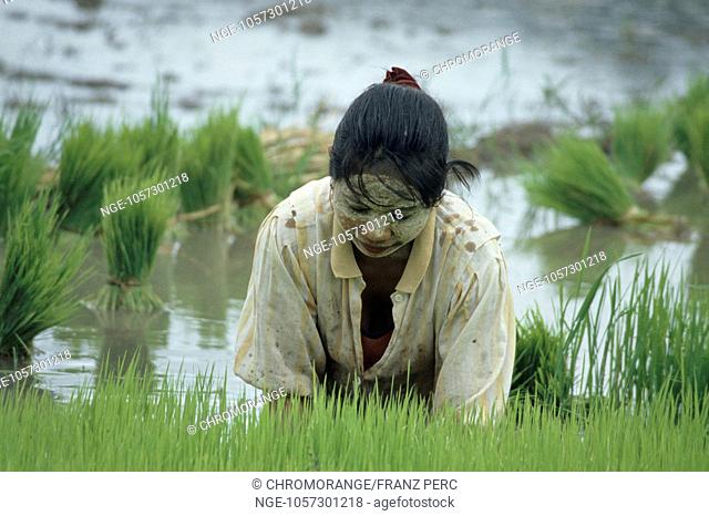 Woman in rice field, Flores, Indonesia