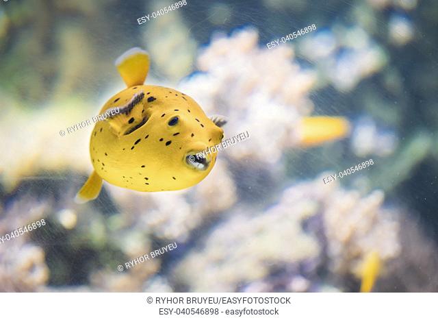 Yellow Blackspotted Puffer Or Dog-faced Puffer Fish Arothron Nigropunctatus Swimming In Water. If Not Prepared Properly, Toxin Found In Pufferfish -...