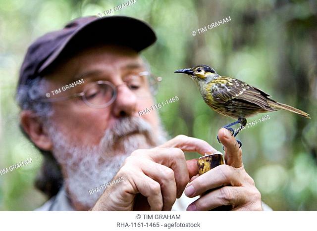 Daintree Naturalist, David Armbrust feeds Macleay's Honeyeater bird, Queensland, Australia