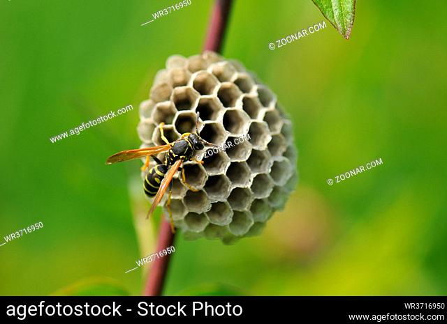 Gallische Feldwespe auch Franzoesische Feldwespe, Polistes dominula beim Nestbau. Polistinae are eusocial wasps on a meadow at nest building