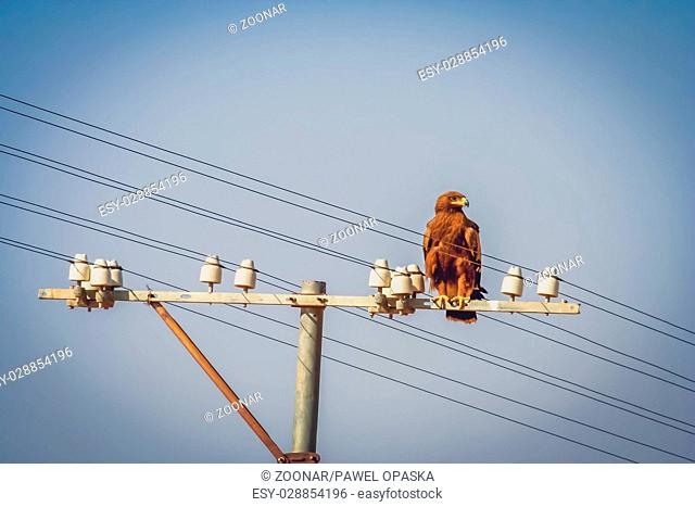 Eagle on electric pole
