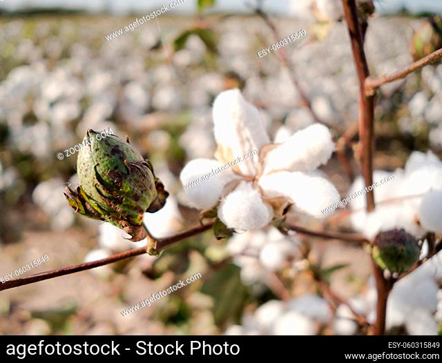 Close up of a closed cotton boll in the field