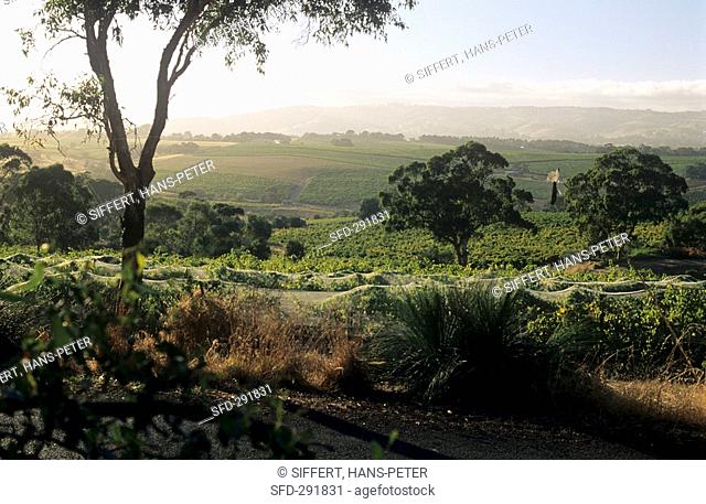 Vineyards in the dry McLaren Vale, Australia