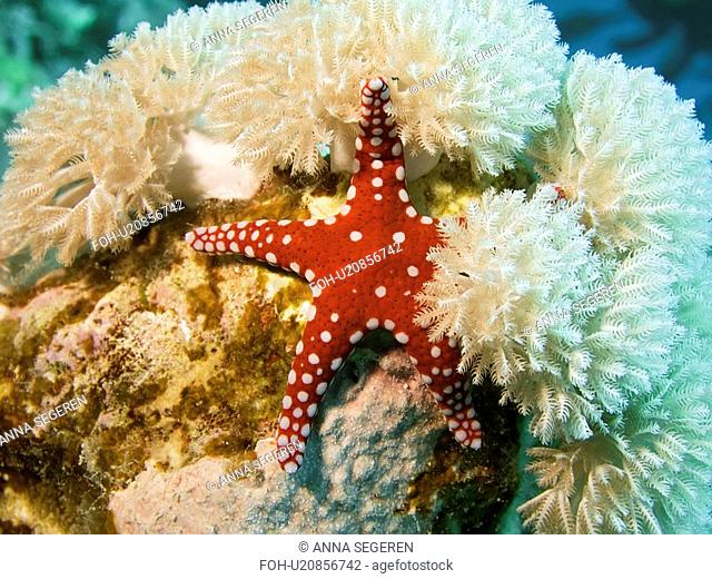 Ghardaqa sea star Fromia ghardaqana Laguna Reef, Sharm El Sheikh, South Sinai, Red Sea, Egypt