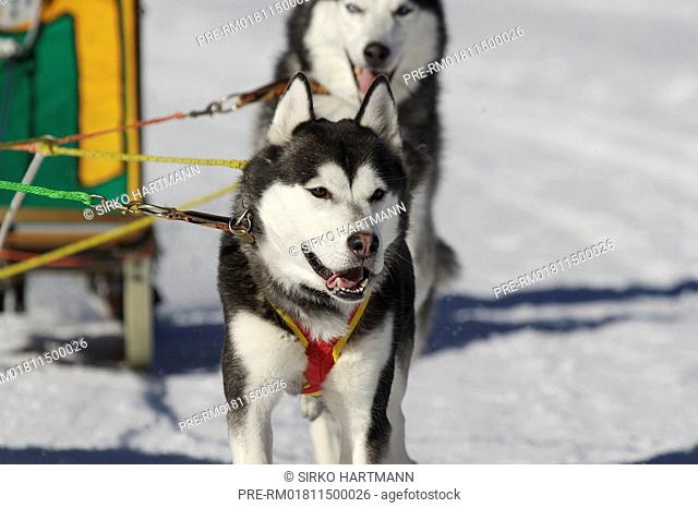 Dog sledge race