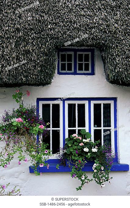 Potted plants on a window, Adare, County Limerick, Ireland