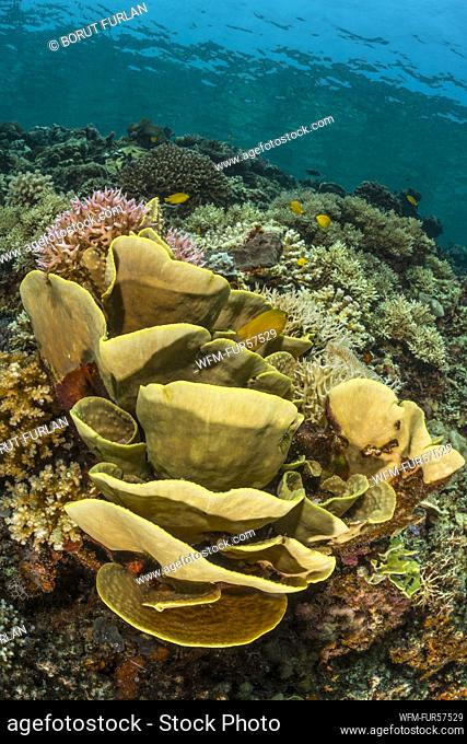 Plate Hard Corals, Echinopora sp., Cenderawasih Bay, West Papua, Indonesia