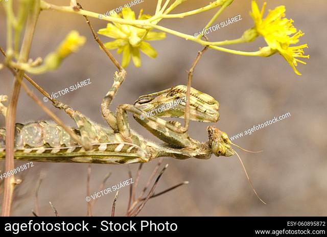 Egyptian flower mantis Blepharopsis mendica. Integral Natural Reserve of Inagua. Gran Canaria. Canary Islands. Spain