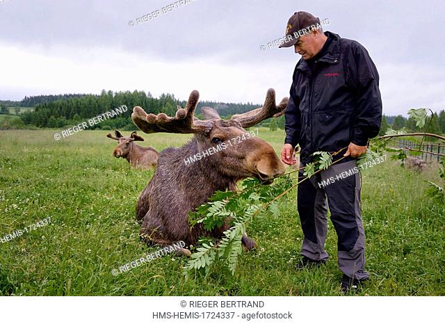 Sweden, Vasterbotten County, Umea region, Bjurholm, the Elk's House (Algens Hus), livestock